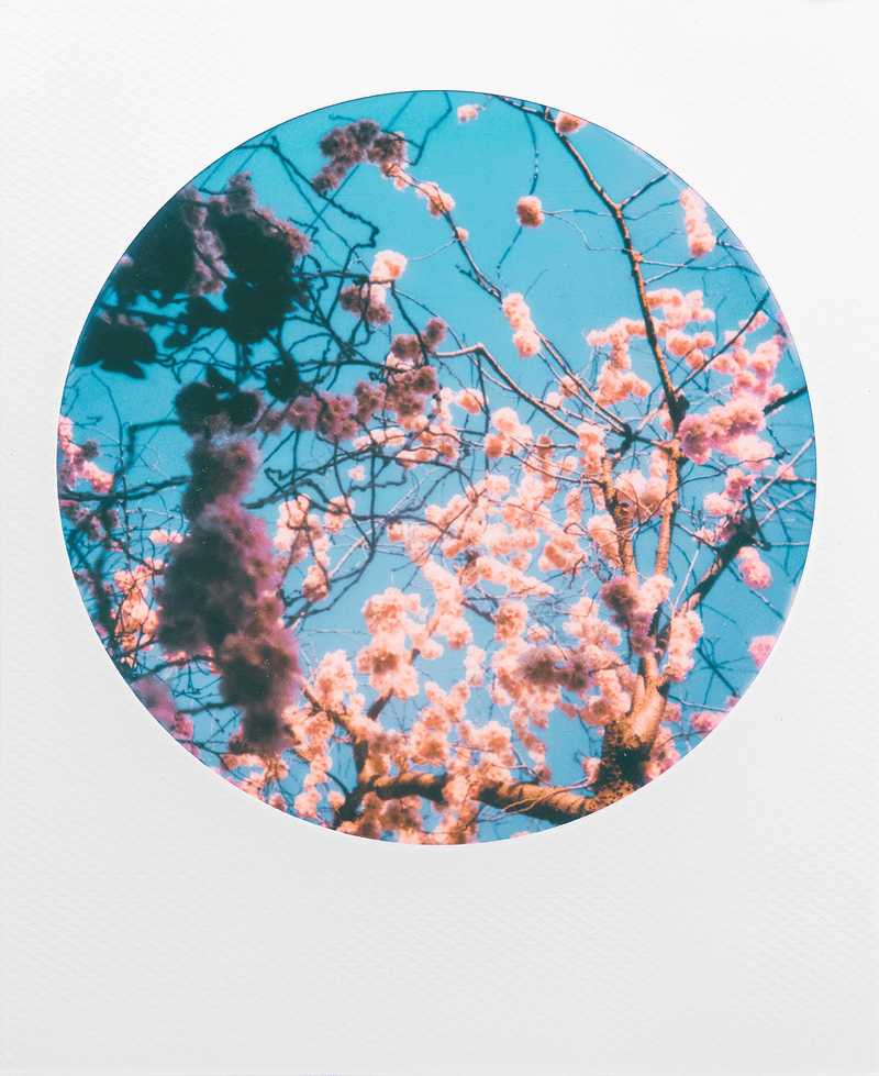 polaroid round frame color 600 film photography flowers sky spring