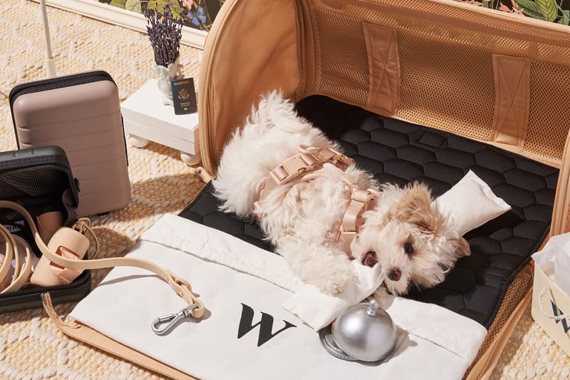 Wild One Dedicates Latest Pet Accessories to Small Pups