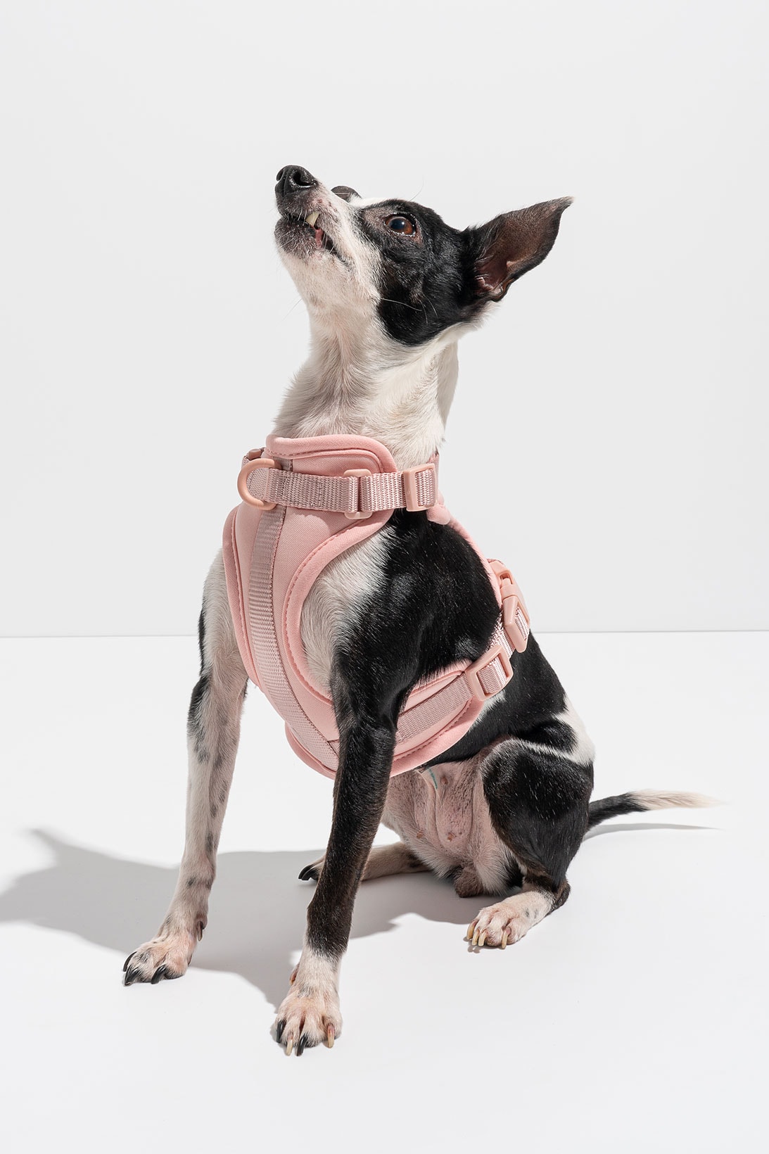 wild one big world tiny dogs small pups pet accessories harness xs