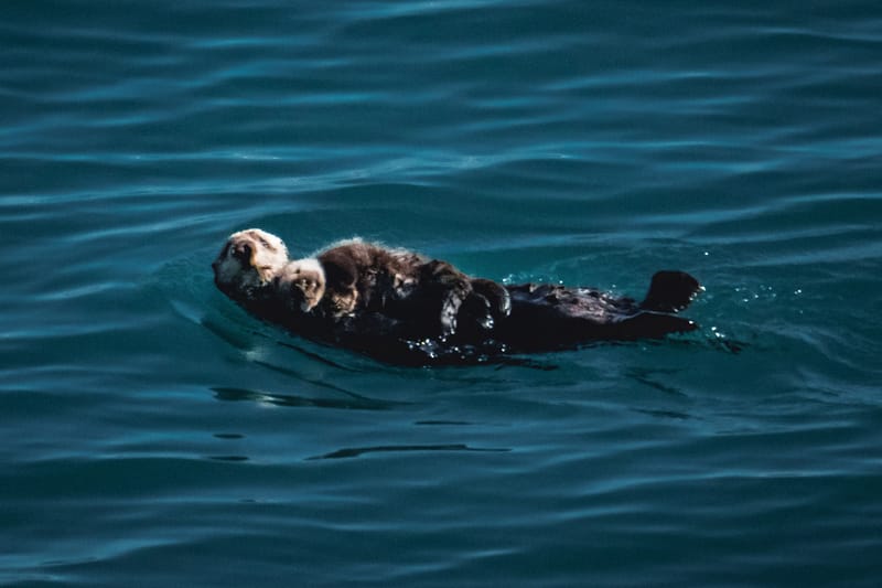 This Otter Livestream Is Taking Over Twitch's New Hot Tub Category