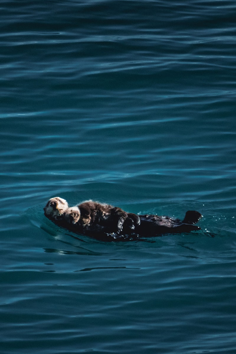 otters twitch hot tubs beaches pools livestream vancouver marine mammal rescue center watch info