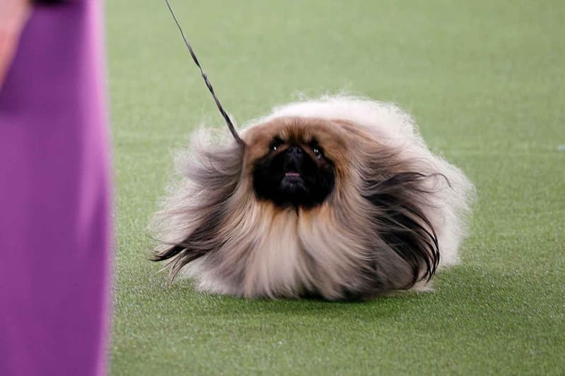 Wasabi Pekingese Westminster Dog Show 2021 Best in Show