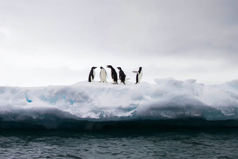 Antarctica Reached Its Highest Temperature Ever in 2020