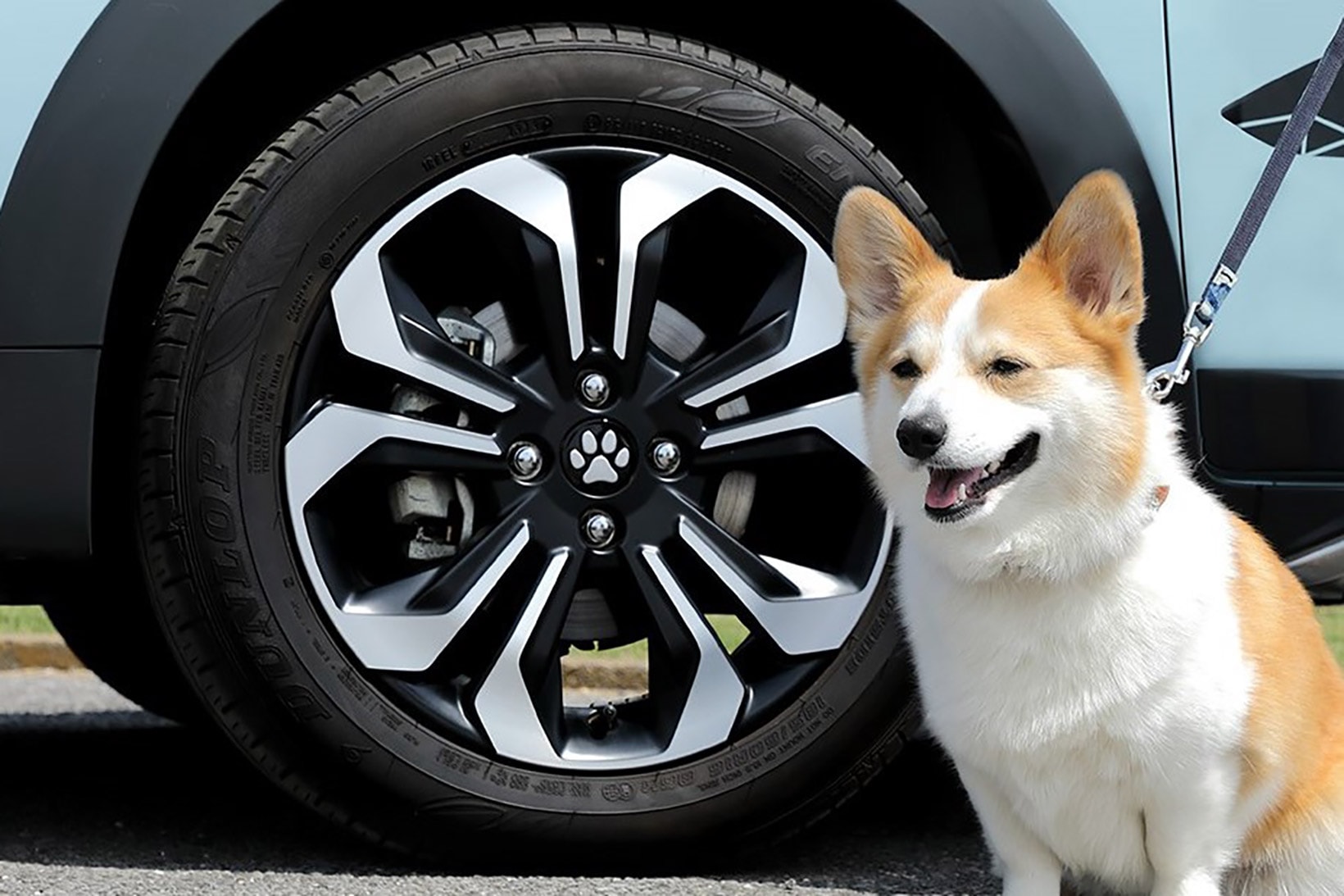 honda cars dog accessories collection wheel center caps shiba japan