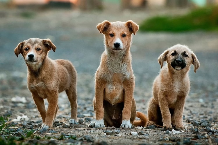 More Pets Abandoned As People Return to Work in Office