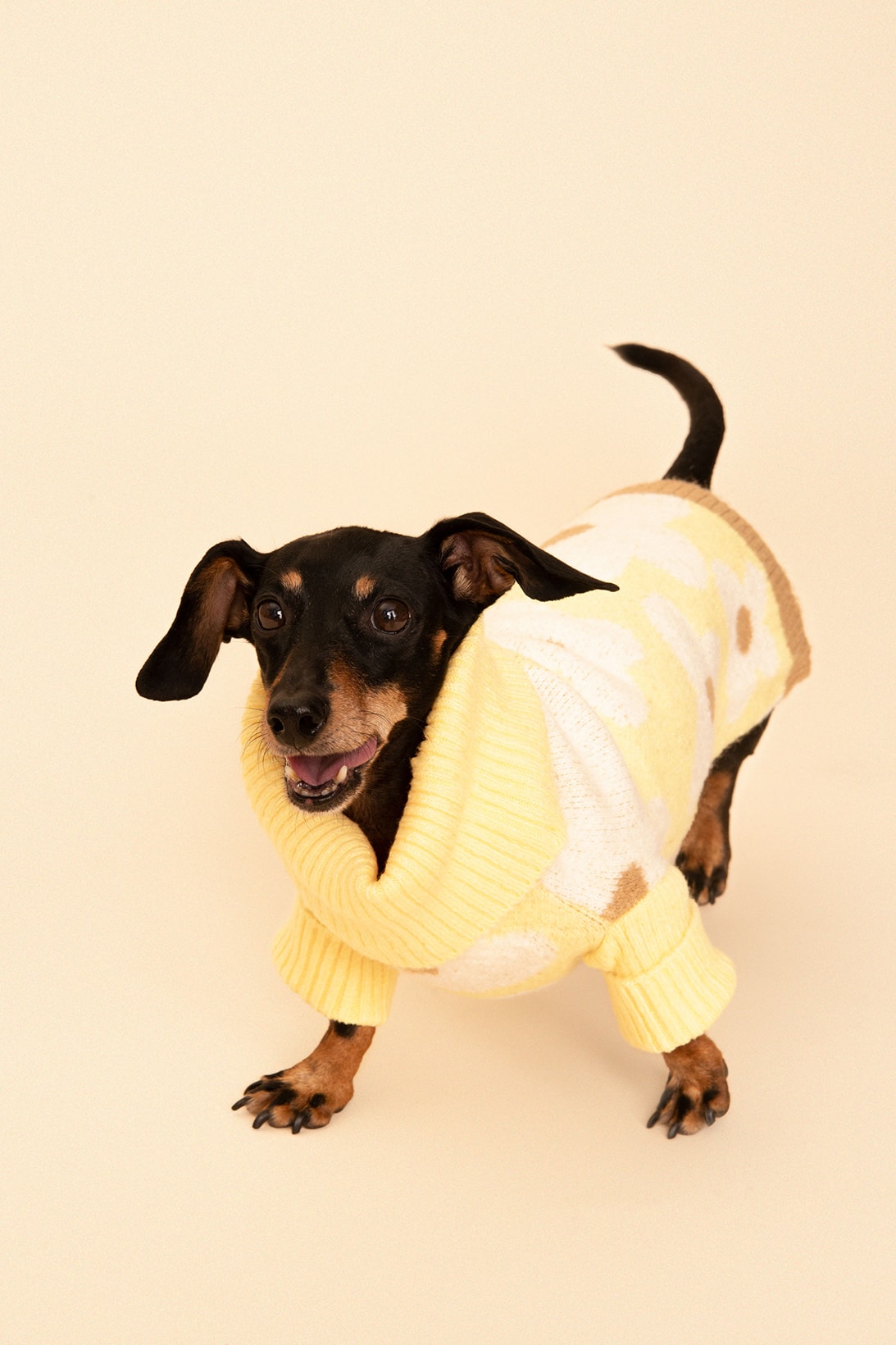 Little Beast Fall Pet Collection Onesies Dog Sweater Yellow Green