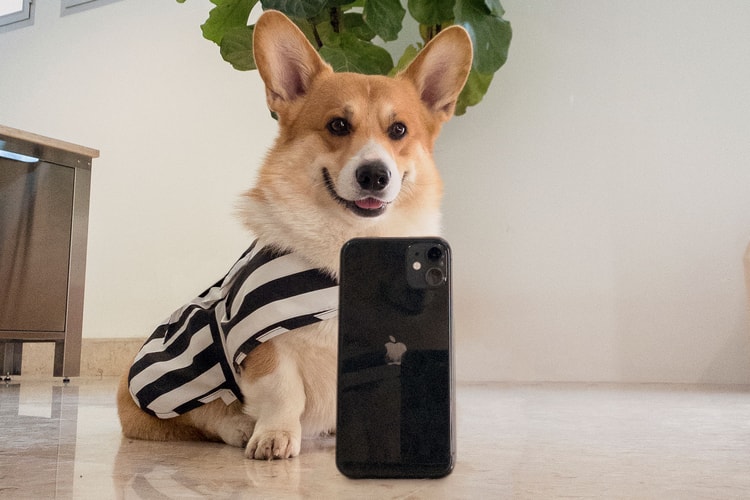 Dress Your Pet in SUNNEI's New Dogwear Capsule