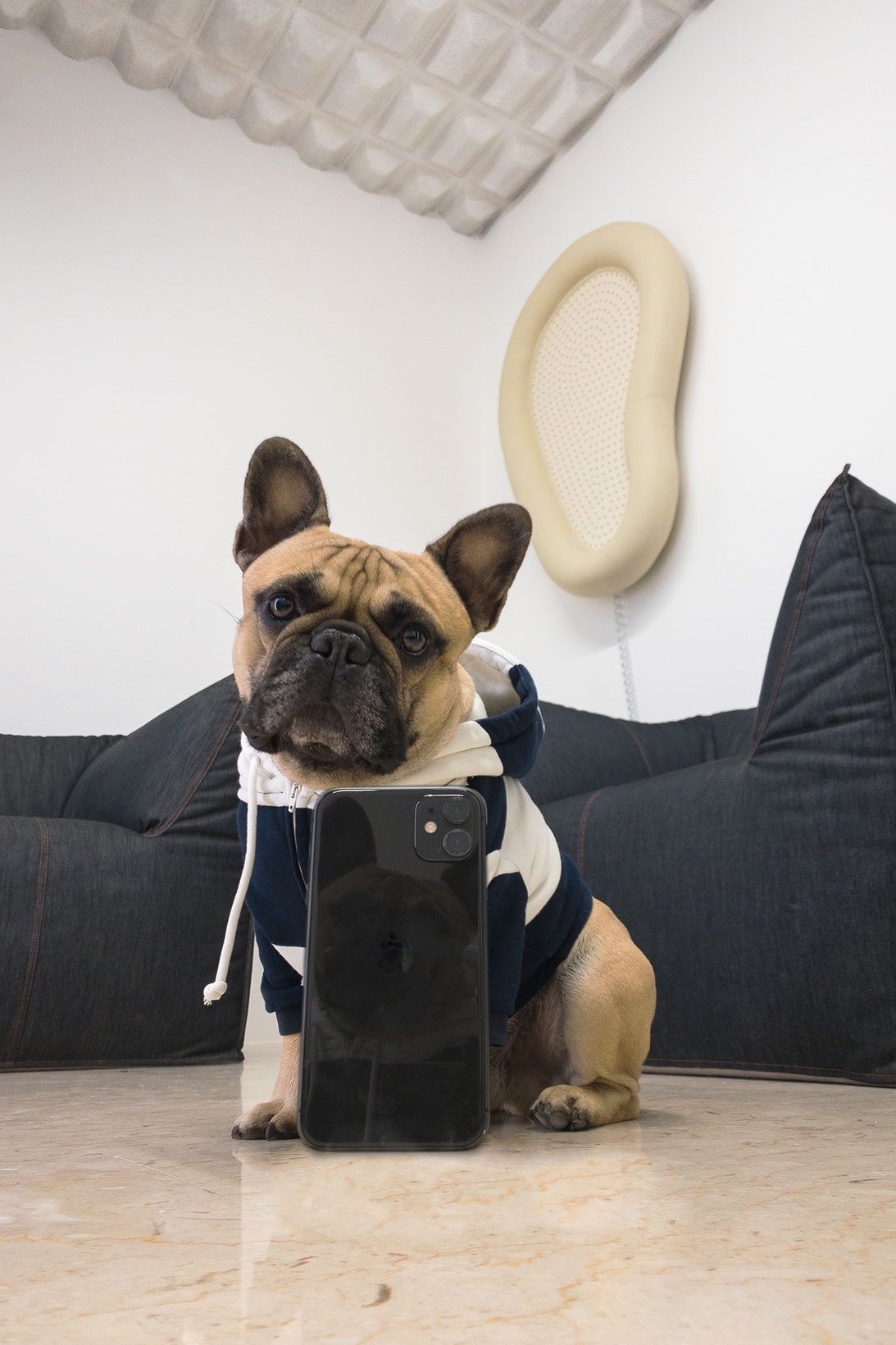 SUNNEI Pegs Dogwear Capsule Frenchie Selfie