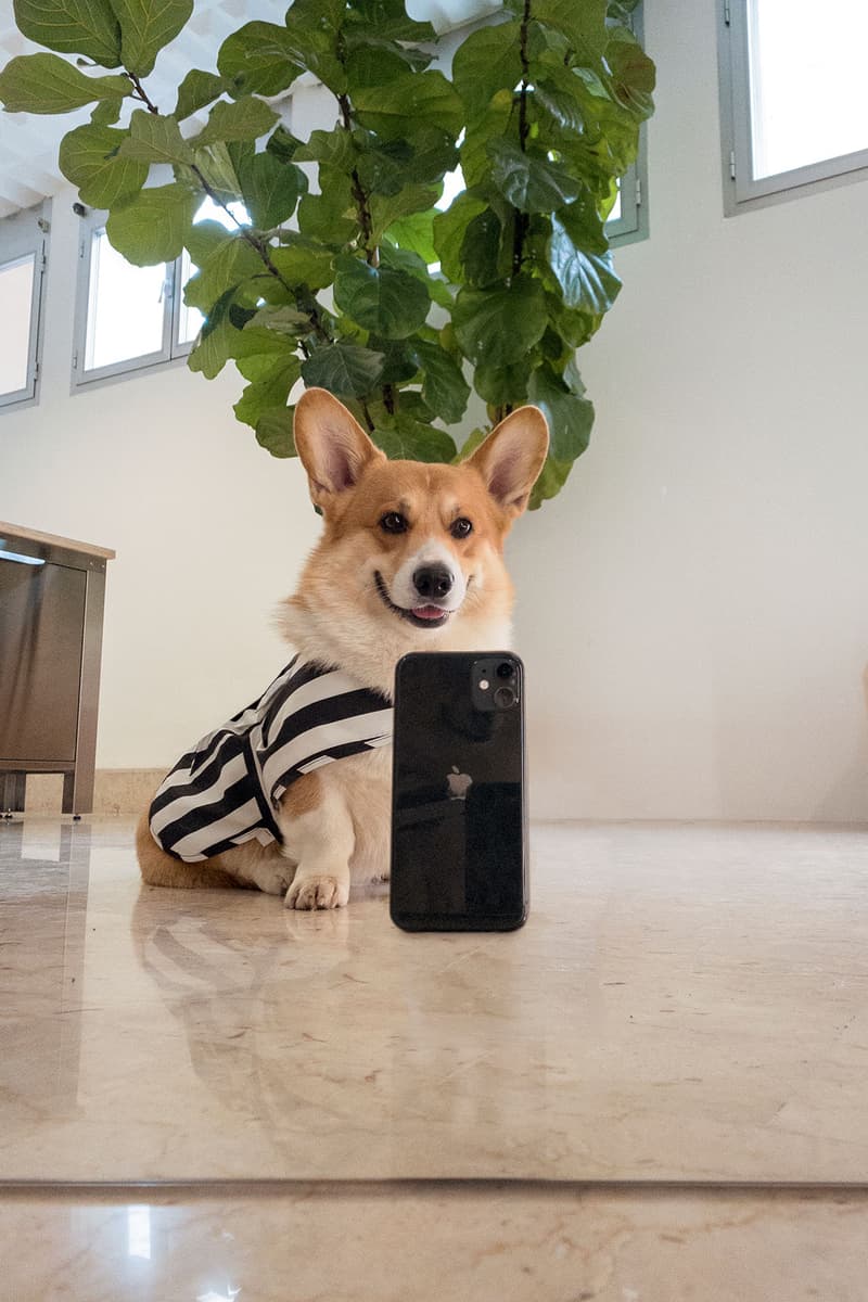 SUNNEI Pegs Dogwear Capsule Corgi