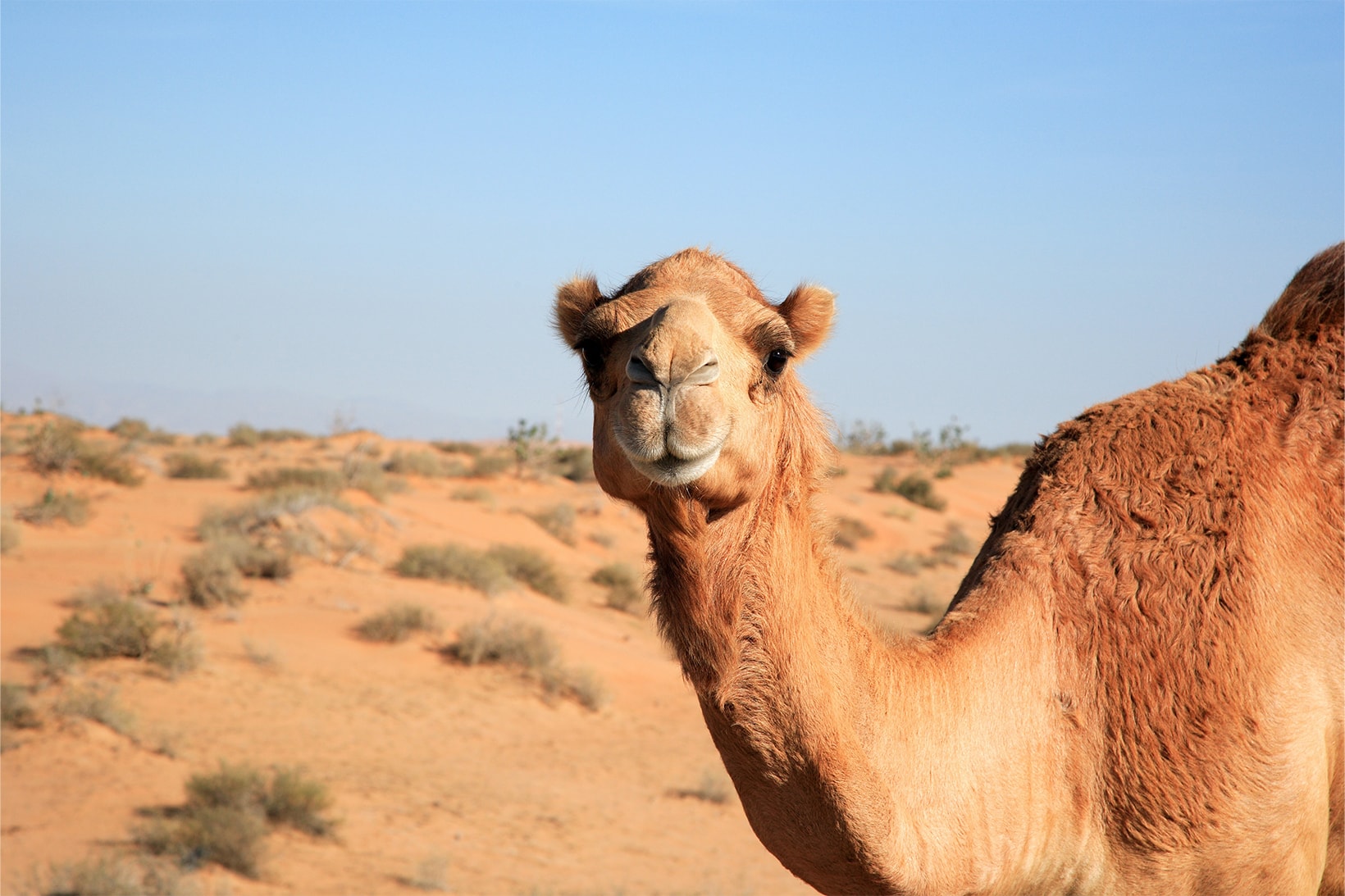 Pageant Camels Disqualified For Botox Injections