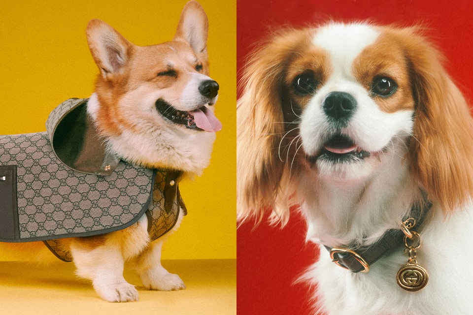 Gucci Pet Collection features luxury accessories, clothing, and