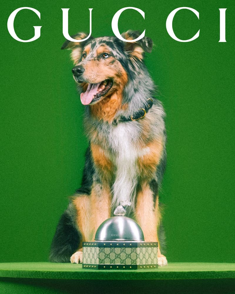 Gucci Pet Collection Dogs Cats Collars Leashes Harnesses Accessories Campaign Release Price Info