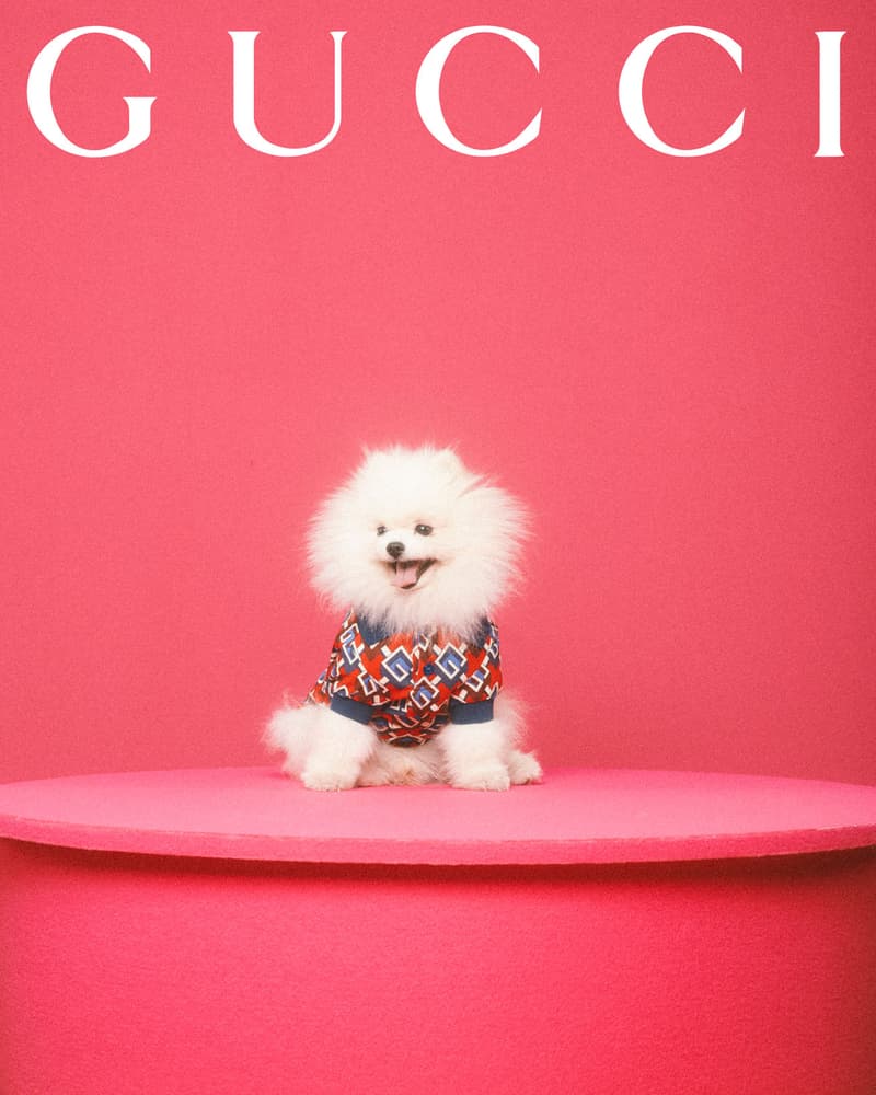 Gucci Pet Collection Dogs Cats Collars Leashes Harnesses Accessories Campaign Release Price Info