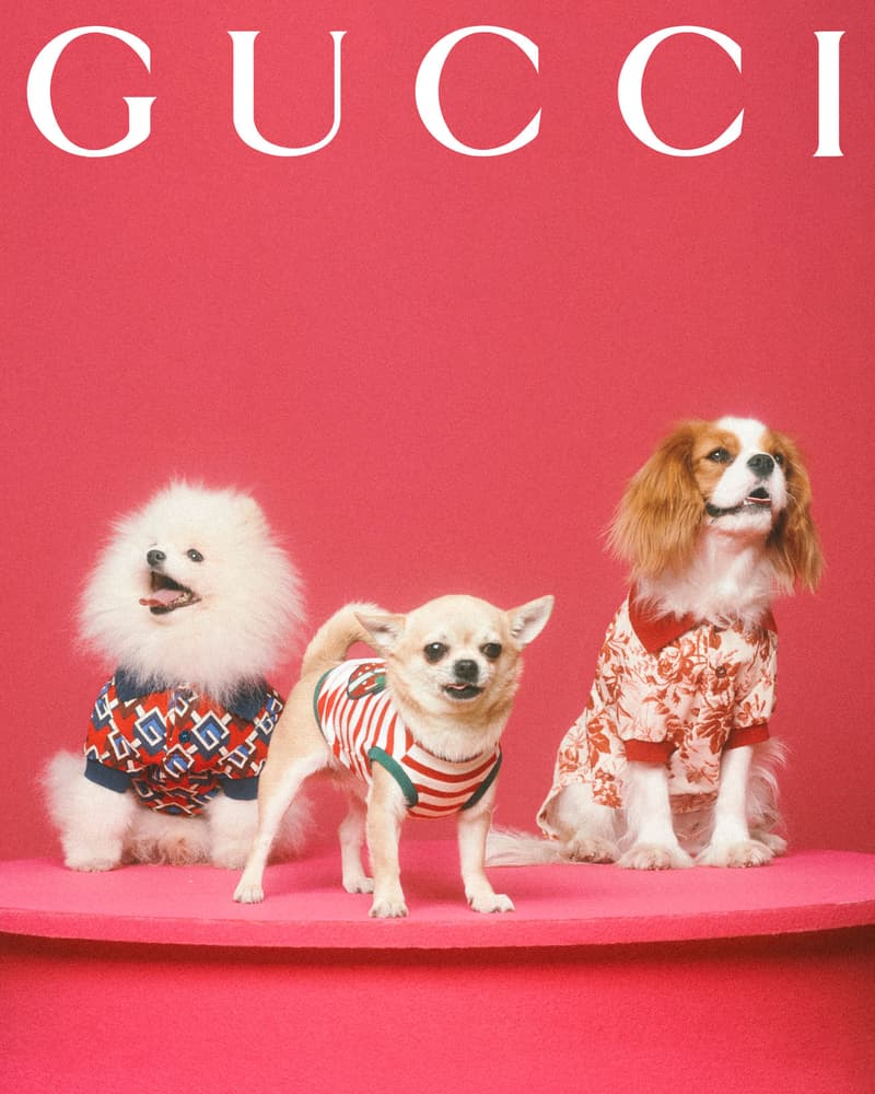 Gucci Pet Collection Dogs Cats Collars Leashes Harnesses Accessories Campaign Release Price Info