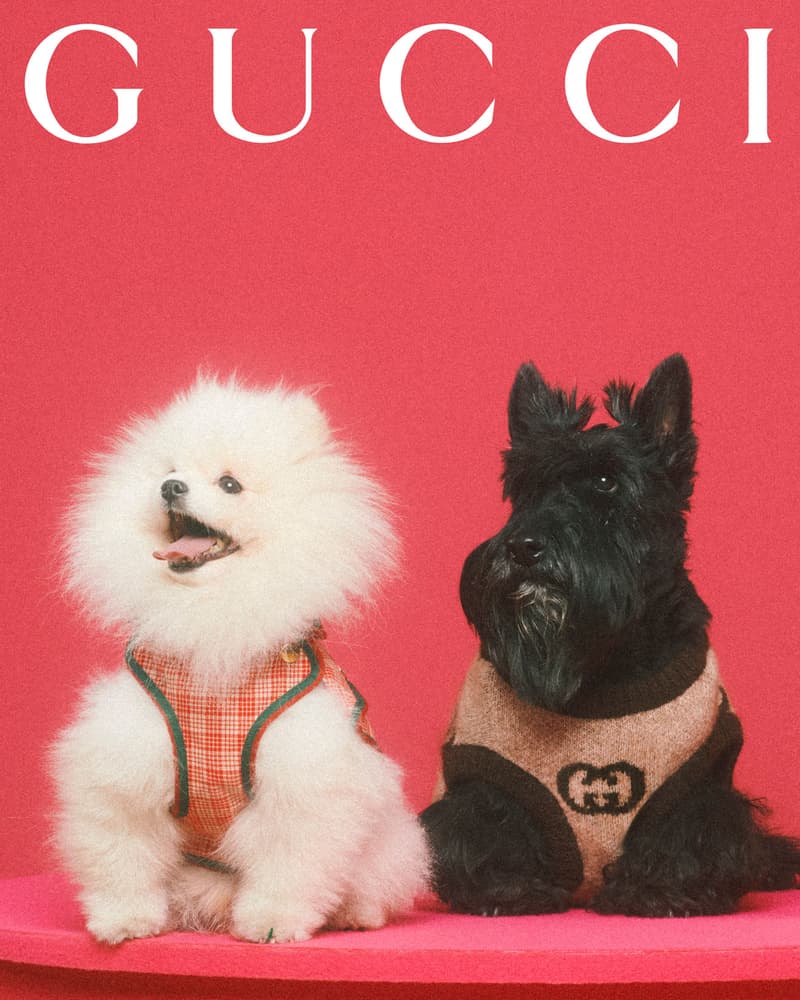 Gucci Pet Collection Dogs Cats Collars Leashes Harnesses Accessories Campaign Release Price Info