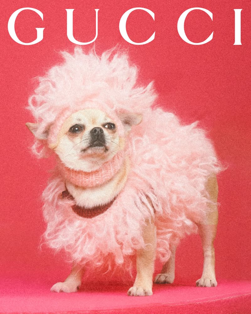 Gucci Pet Collection Dogs Cats Collars Leashes Harnesses Accessories Campaign Release Price Info