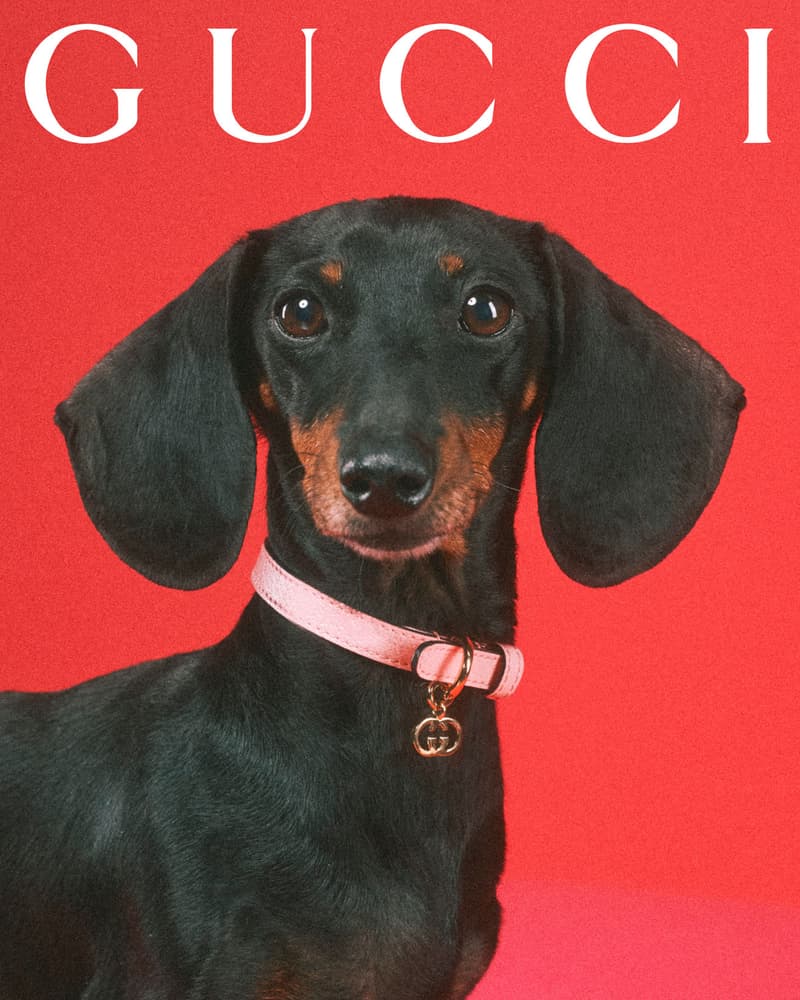 Gucci Pet Collection Dogs Cats Collars Leashes Harnesses Accessories Campaign Release Price Info