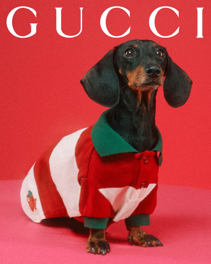 Gucci Pet Collection Dogs Cats Collars Leashes Harnesses Accessories Campaign Release Price Info