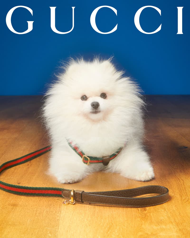 Gucci Pet Collection Dogs Cats Collars Leashes Harnesses Accessories Campaign Release Price Info