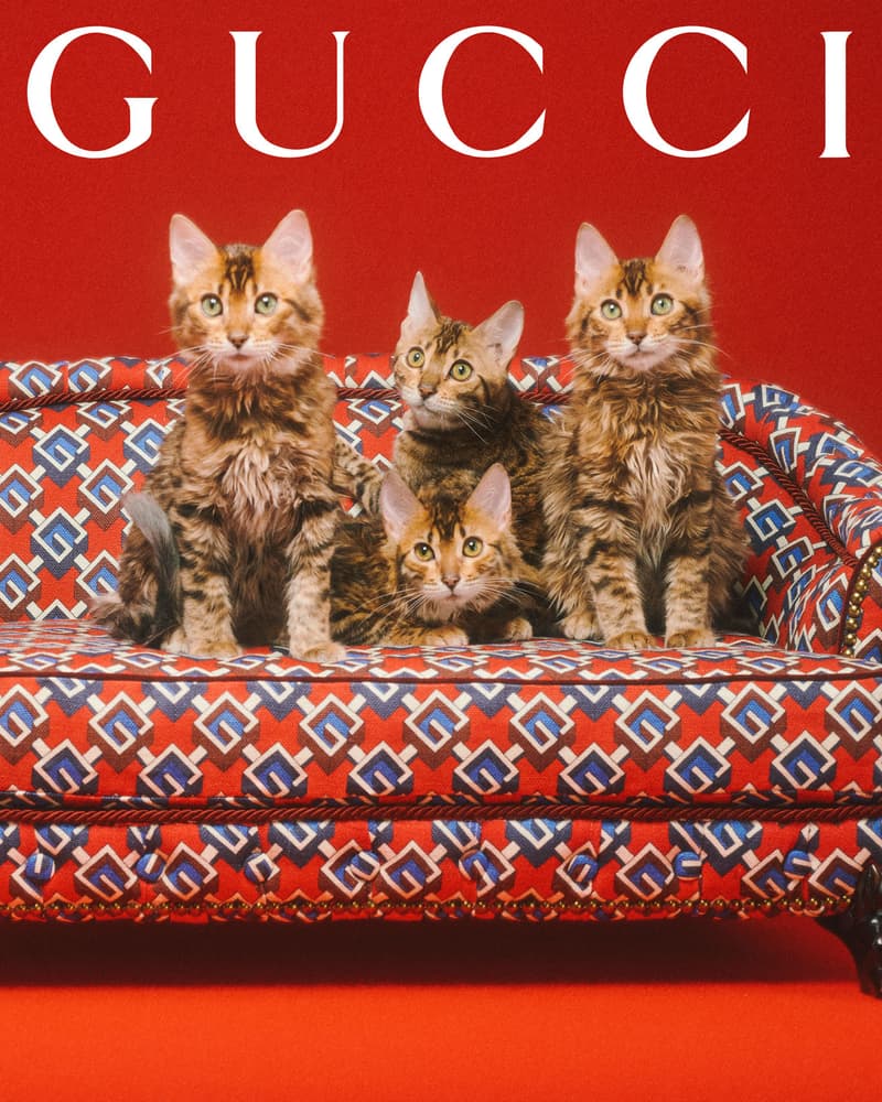 Gucci Pet Collection Dogs Cats Collars Leashes Harnesses Accessories Campaign Release Price Info