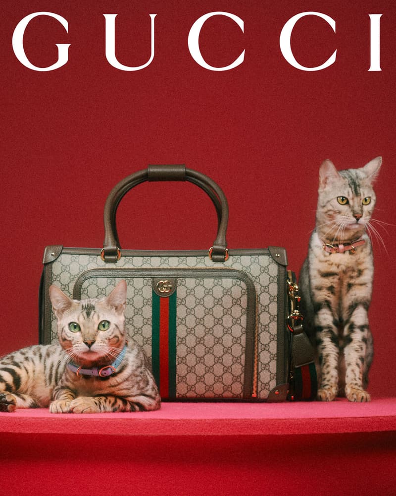 Gucci Pet Collection Dogs Cats Collars Leashes Harnesses Accessories Campaign Release Price Info