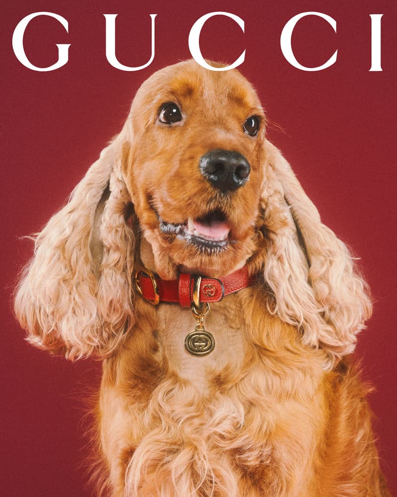 Gucci Pet Collection Dogs Cats Collars Leashes Harnesses Accessories Campaign Release Price Info