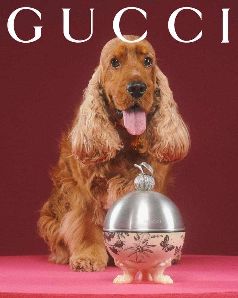 Gucci Pet Collection Dogs Cats Collars Leashes Harnesses Accessories Campaign Release Price Info