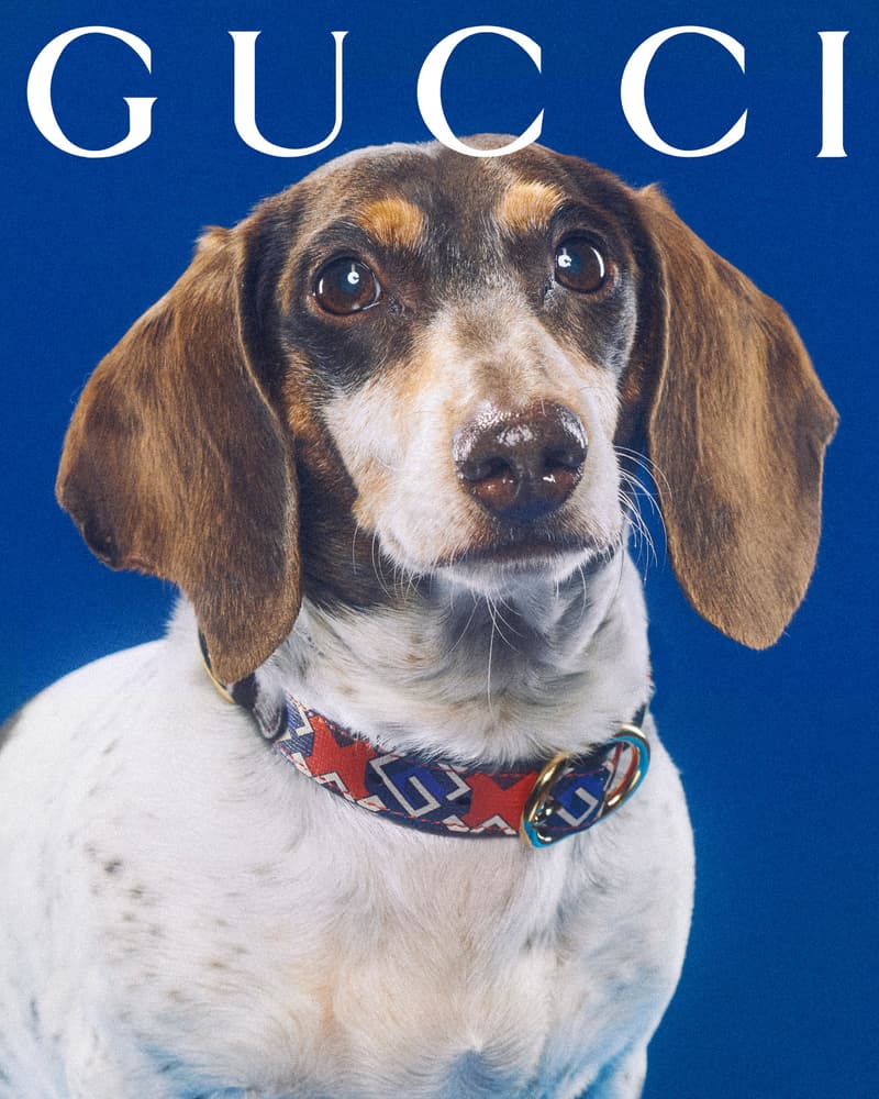 Gucci Pet Collection Dogs Cats Collars Leashes Harnesses Accessories Campaign Release Price Info