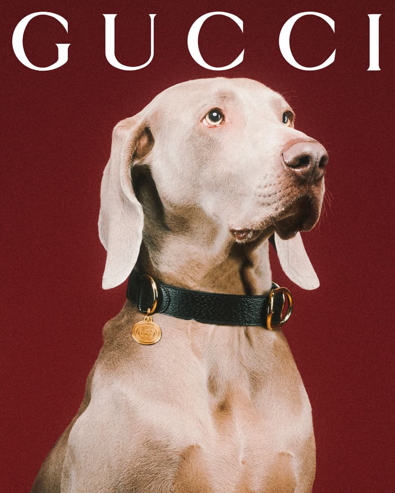 Gucci Pet Collection Dogs Cats Collars Leashes Harnesses Accessories Campaign Release Price Info