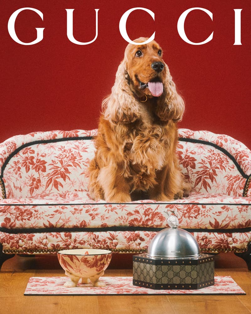 Gucci Pet Collection Dogs Cats Collars Leashes Harnesses Accessories Campaign Release Price Info