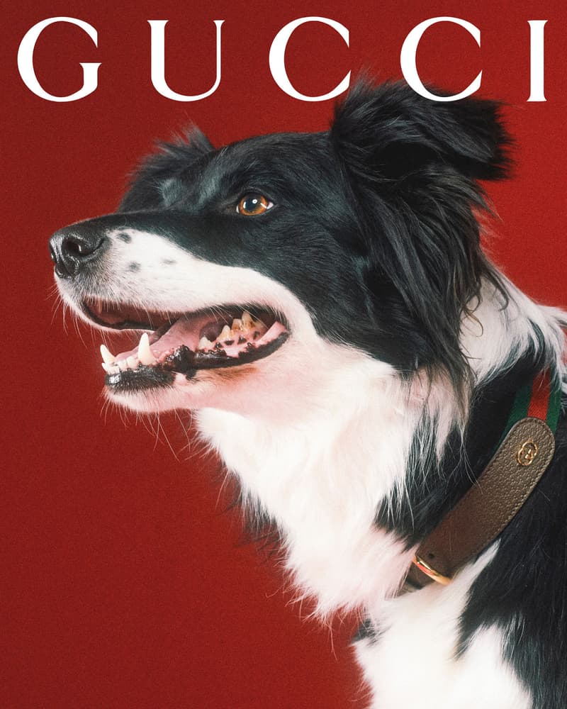 Gucci Pet Collection Dogs Cats Collars Leashes Harnesses Accessories Campaign Release Price Info