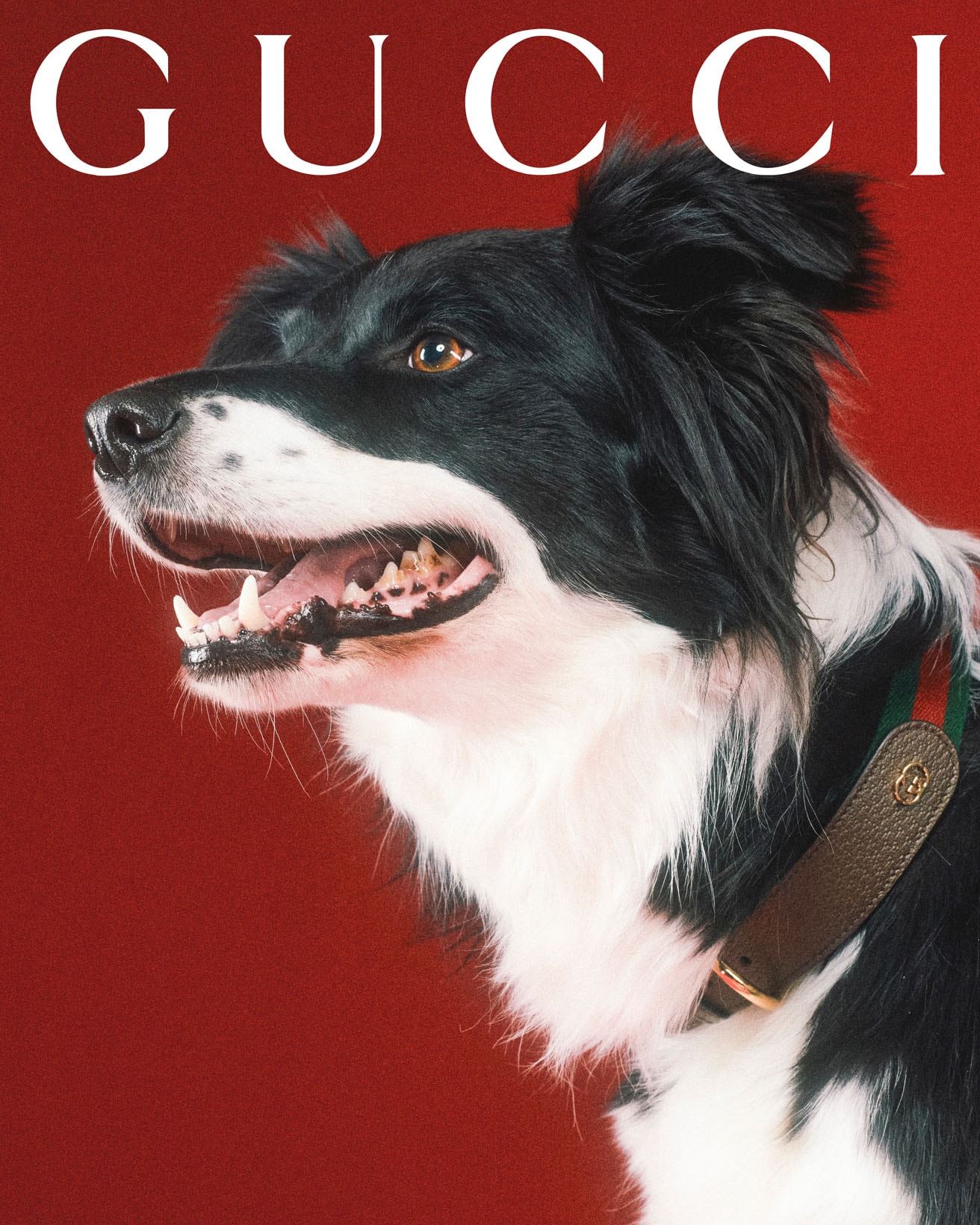 Gucci Debuts Collection Dedicated to Pets | Hypebae