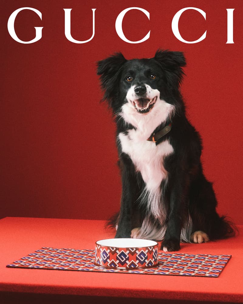 Gucci Pet Collection Dogs Cats Collars Leashes Harnesses Accessories Campaign Release Price Info