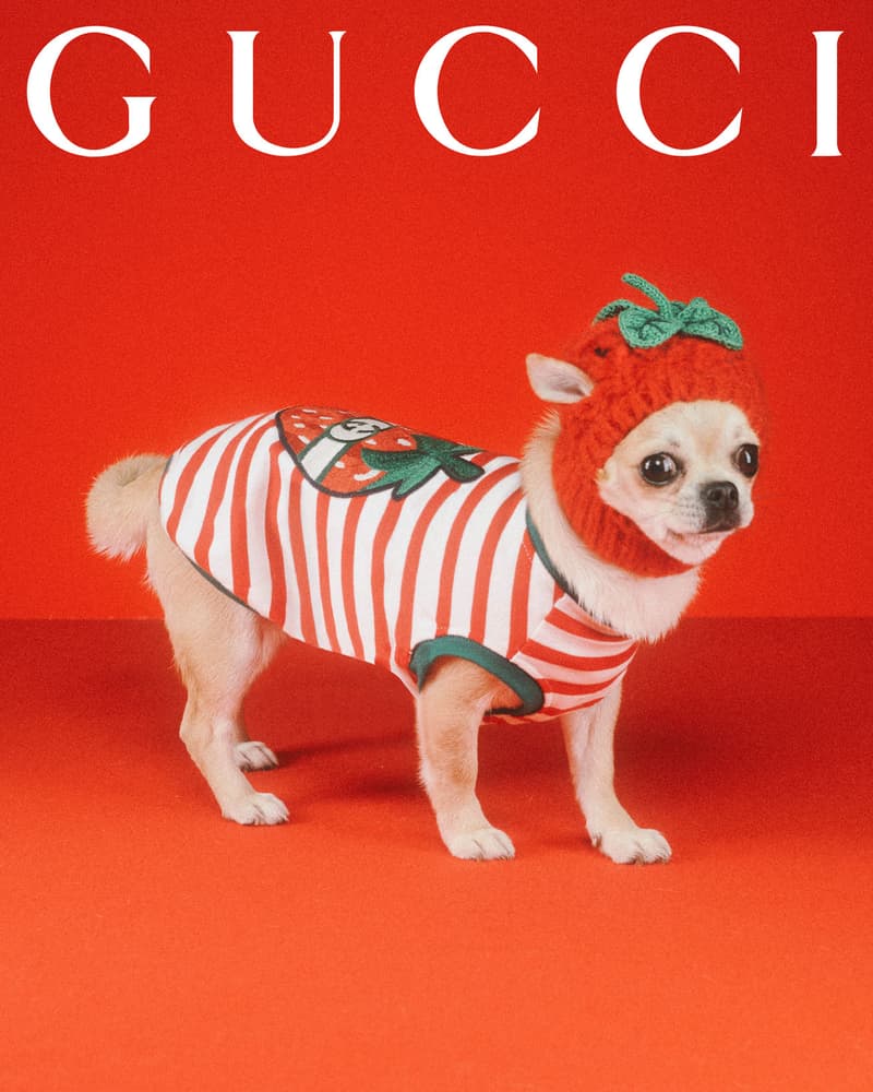 Gucci Pet Collection Dogs Cats Collars Leashes Harnesses Accessories Campaign Release Price Info