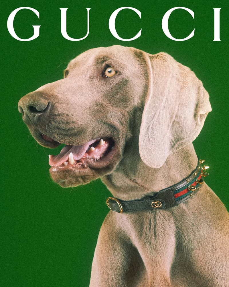 Gucci Pet Collection Dogs Cats Collars Leashes Harnesses Accessories Campaign Release Price Info