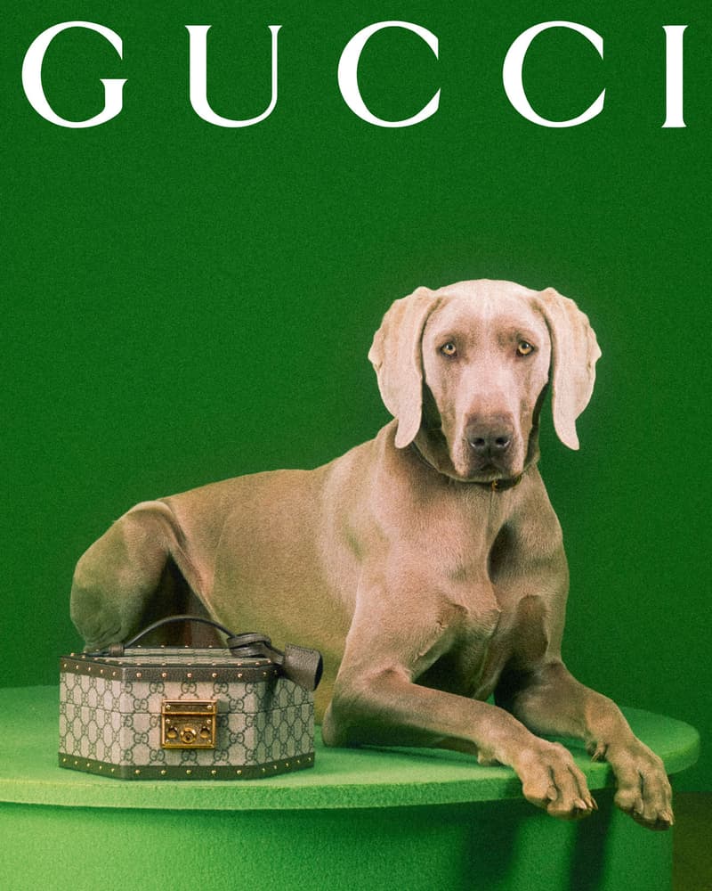 Gucci Pet Collection Dogs Cats Collars Leashes Harnesses Accessories Campaign Release Price Info