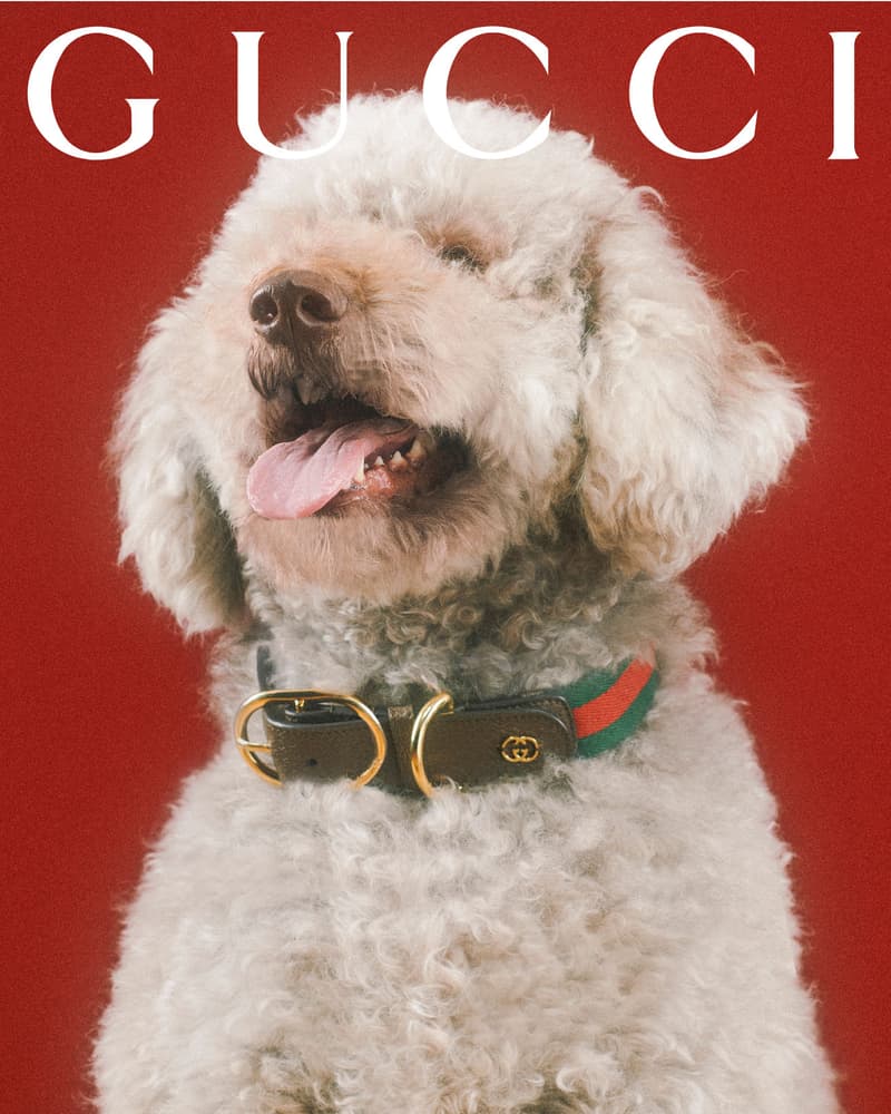 Gucci Pet Collection Dogs Cats Collars Leashes Harnesses Accessories Campaign Release Price Info