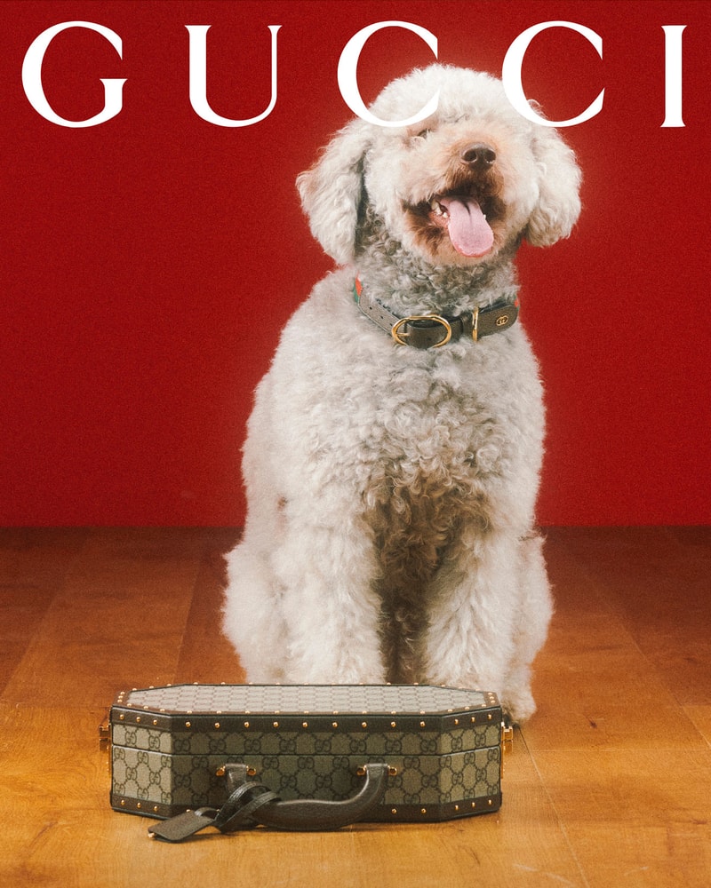 Gucci Launches First Pet Collection of Collars, Leashes, Beds and More –  The Hollywood Reporter