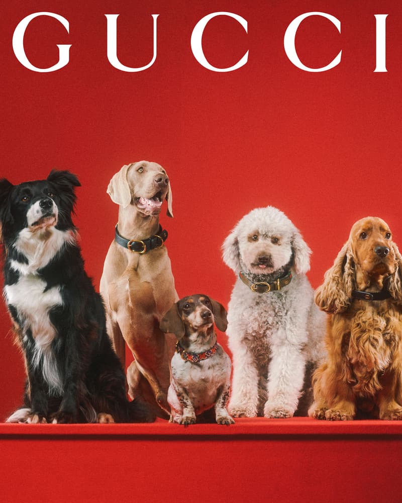 Gucci Pet Collection Dogs Cats Collars Leashes Harnesses Accessories Campaign Release Price Info