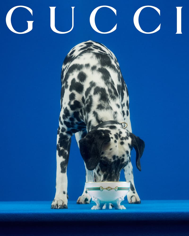 Gucci Pet Collection Dogs Cats Collars Leashes Harnesses Accessories Campaign Release Price Info