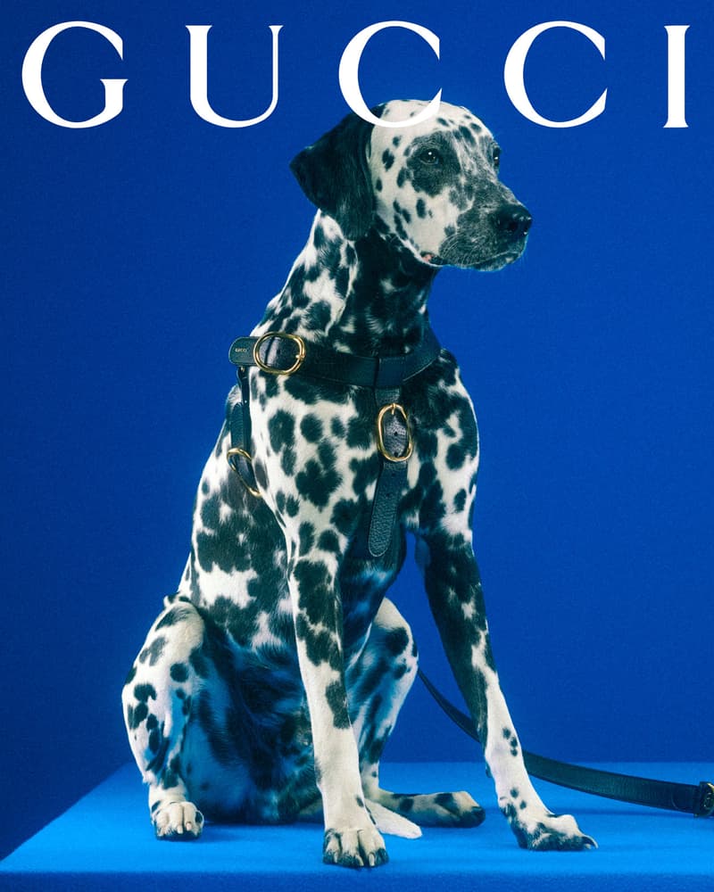 Gucci Pet Collection Dogs Cats Collars Leashes Harnesses Accessories Campaign Release Price Info