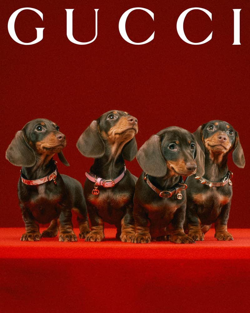 Gucci Pet Collection Dogs Cats Collars Leashes Harnesses Accessories Campaign Release Price Info