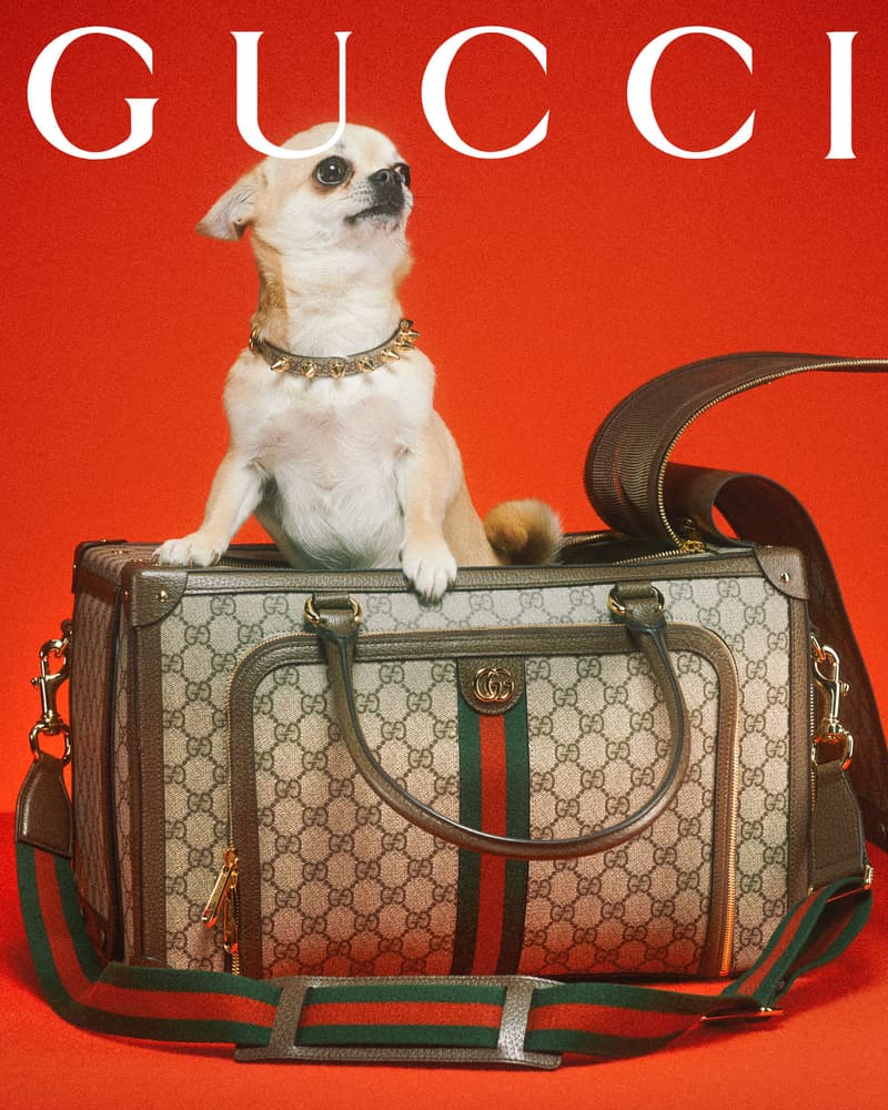 Gucci Pet Collection Dogs Cats Collars Leashes Harnesses Accessories Campaign Release Price Info