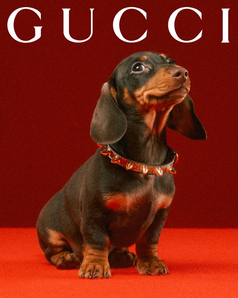 Gucci Pet Collection Dogs Cats Collars Leashes Harnesses Accessories Campaign Release Price Info