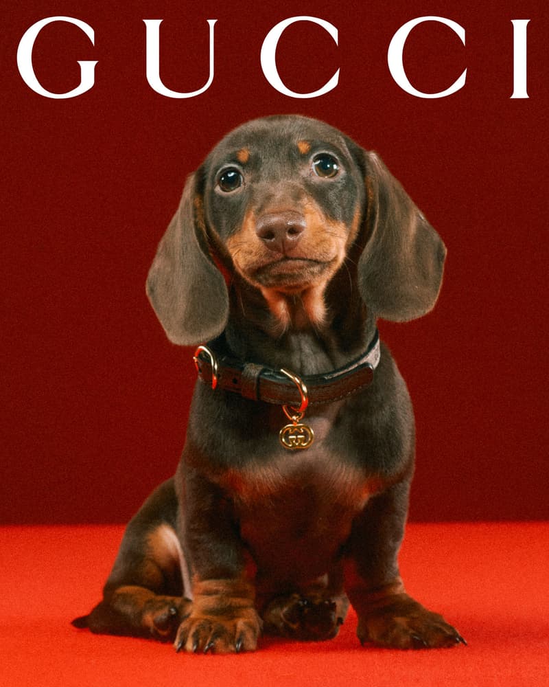 Gucci Pet Collection Dogs Cats Collars Leashes Harnesses Accessories Campaign Release Price Info