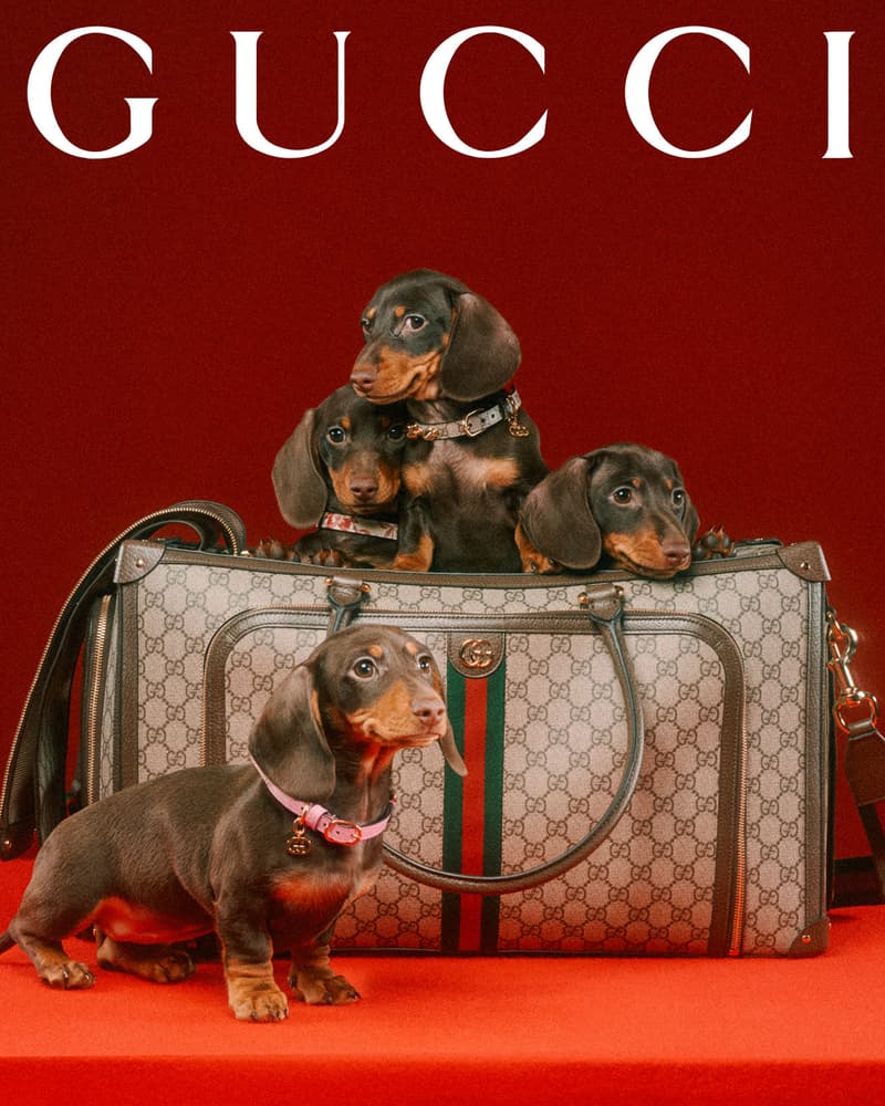 Gucci Pet Collection Dogs Cats Collars Leashes Harnesses Accessories Campaign Release Price Info