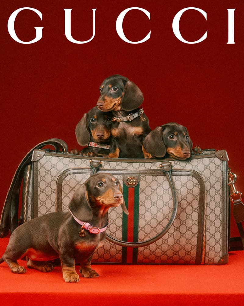 Gucci Pet Collection Dogs Cats Collars Leashes Harnesses Accessories Campaign Release Price Info