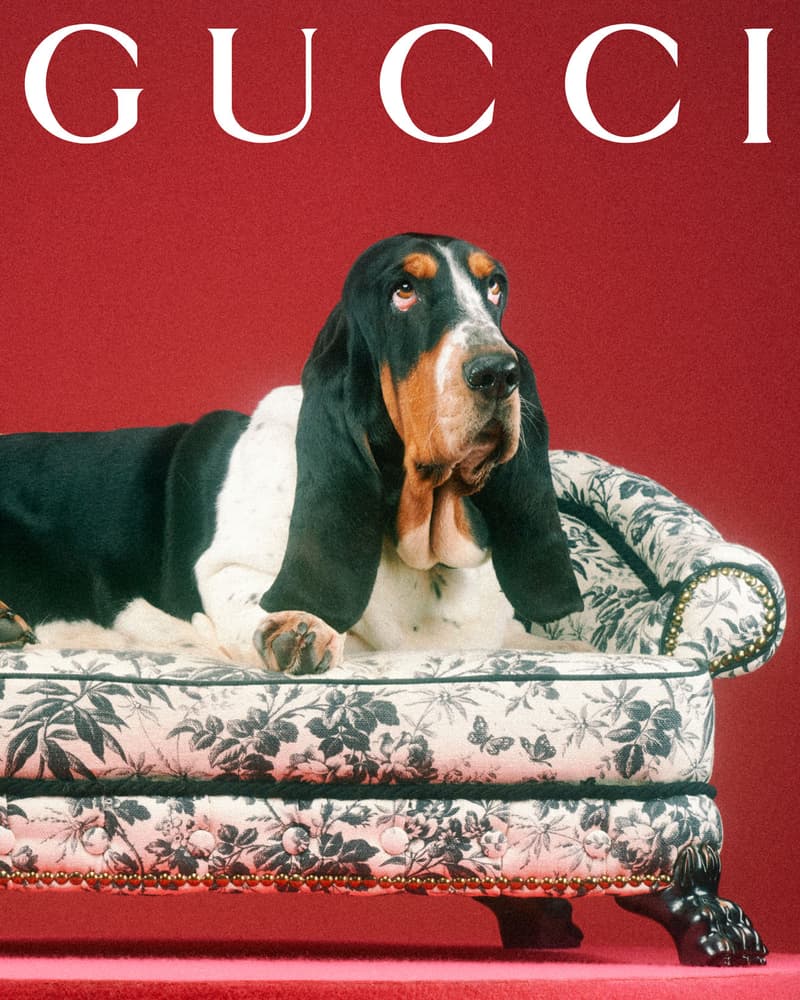 Gucci Pet Collection Dogs Cats Collars Leashes Harnesses Accessories Campaign Release Price Info