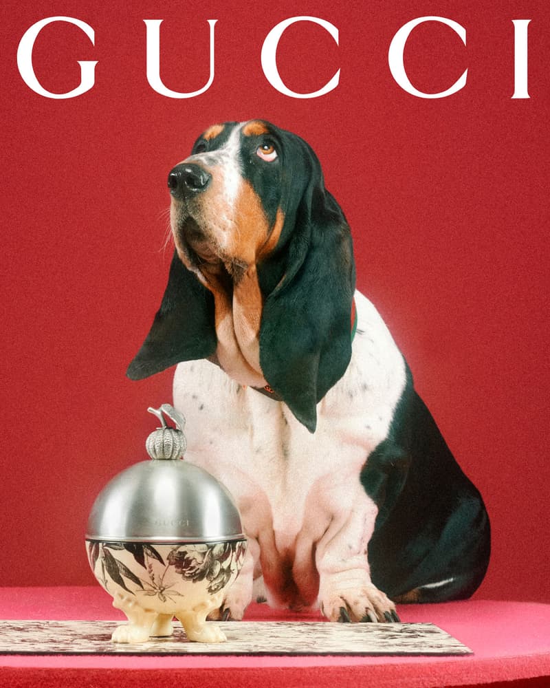 Gucci Pet Collection Dogs Cats Collars Leashes Harnesses Accessories Campaign Release Price Info