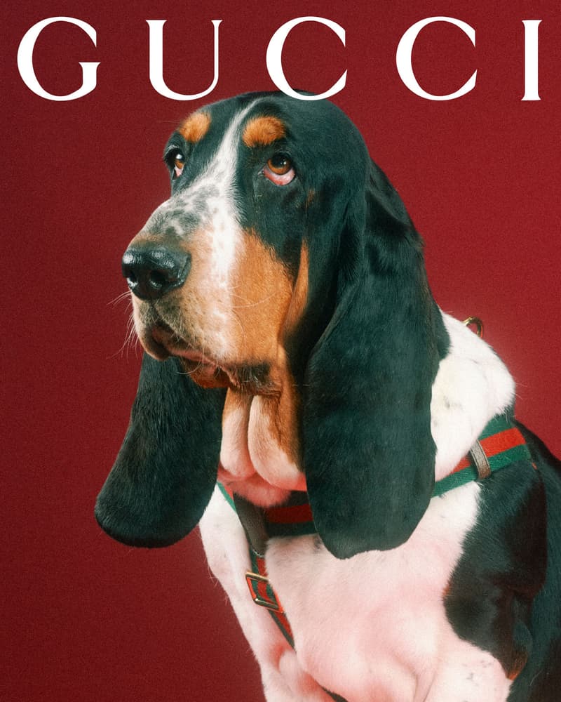 Gucci Pet Collection Dogs Cats Collars Leashes Harnesses Accessories Campaign Release Price Info